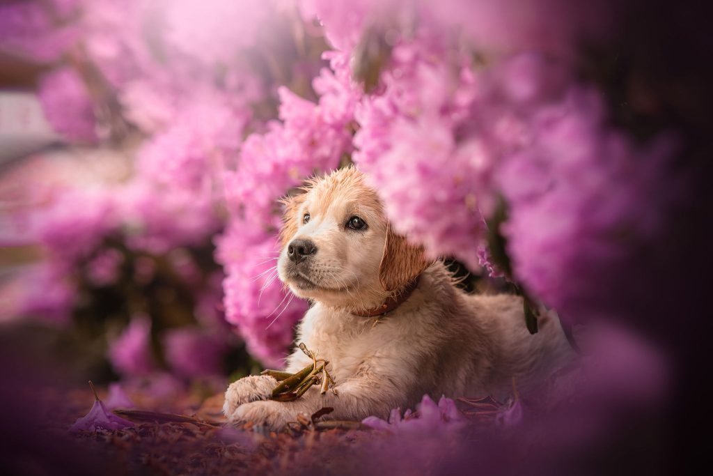 Chiot assis parmi des fleurs roses, illustrant une ambiance calme et apaisée.