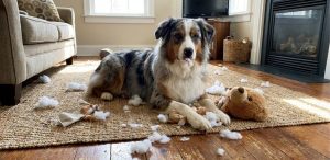 Mon chien fait des bêtises : et si c’était du stress ?