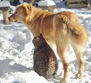 Cohabitation chat-chien : les bases pour une première rencontre réussie