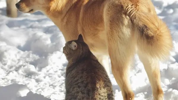 Cohabitation chat-chien : les bases pour une première rencontre réussie